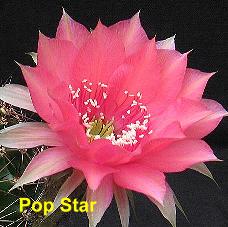 EP-H. Pop Star.4.1.jpg 